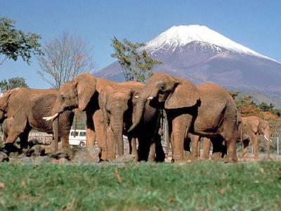 富士サファリパーク