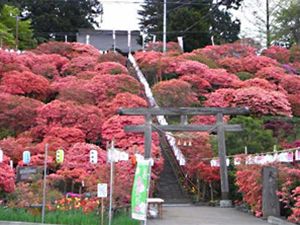 天王神社つつじまつり