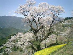 ひょうたん桜