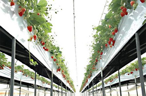 鈴木観光いちご園