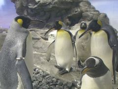 しまね海洋館アクアス