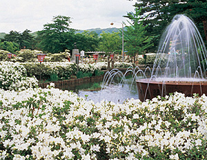 白つつじ公園