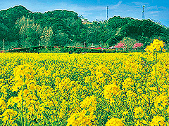 元気な百姓の花畑公園
