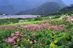 伊吹山山頂お花畑