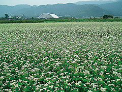 箱館山のそば畑