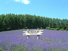 ふらのぶどうケ丘公園ラベンダー園