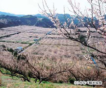 岩代大梅林