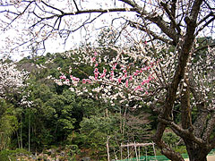 樗谿公園(梅鯉庵)