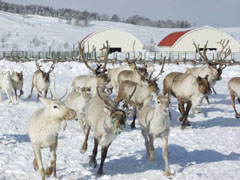 幌延町トナカイ観光牧場