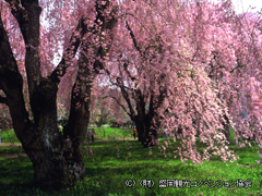 米内浄水場シダレザクラ