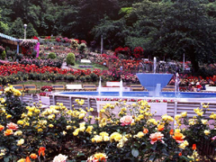 花巻温泉バラ園
